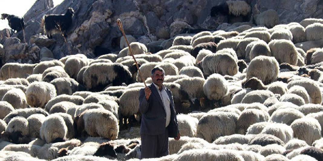 Yazın yaylada kışın şehirde! Göçerlerin yolculuğu başladı: 5 aylık maceraya ara vakti geldi 3